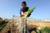 Η εξαφάνιση της βιταμίνης